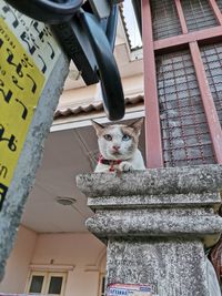 Low angle view portrait of cat against built structure