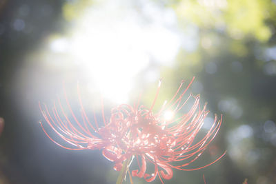 Close-up of flower against blurred background