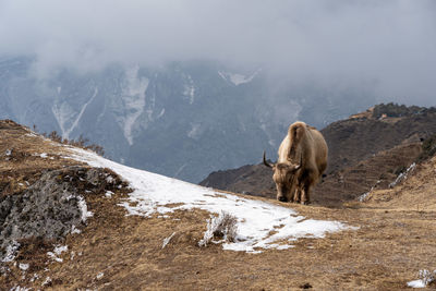 View of sheep on snow covered mountain