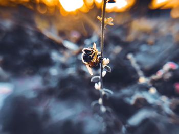 Close-up of insect on twig