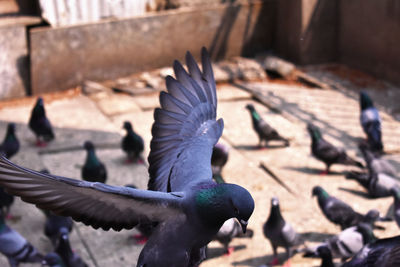 Close-up of pigeon