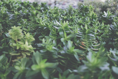 Close-up of fresh green leaves on field