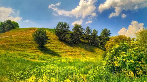 Scenic view of trees on field against sky