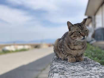 Cat sitting on a road