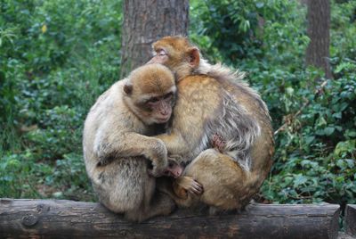 Monkey sitting on tree stump