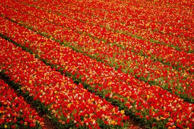 Full frame shot of red flowering field