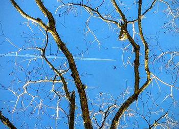 Low angle view of bare tree against blue sky