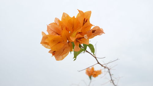Close-up of orange flower against clear sky