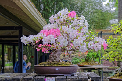 Close-up of pink flowers blooming outdoors