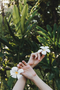 Close-up of hand holding white flowering plant