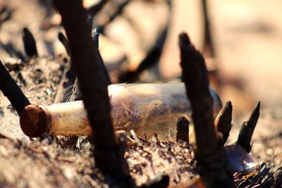 Close-up of logs on field