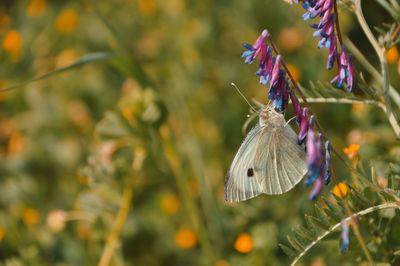 Close-up of butterfly pollinating on purple flower