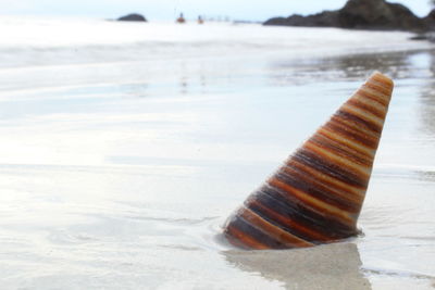 Close-up of shell on beach