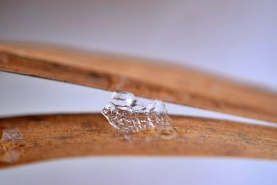 Close-up of melting ice on a plant 