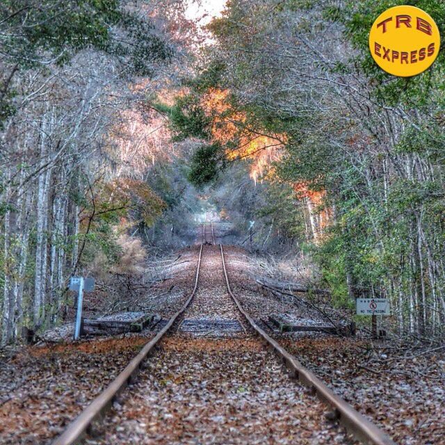 railroad track, rail transportation, the way forward, tree, transportation, diminishing perspective, forest, vanishing point, high angle view, nature, day, tranquility, outdoors, no people, autumn, yellow, connection, rock - object, stone - object, growth