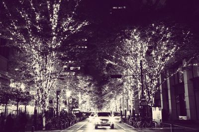 Road along trees at night