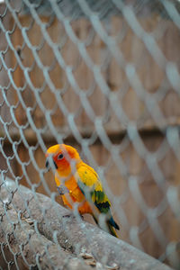 animal themes