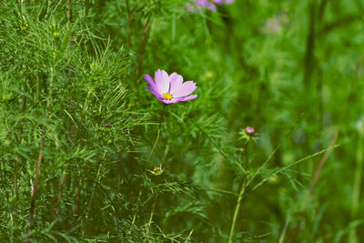 Close-up of pink flower on field