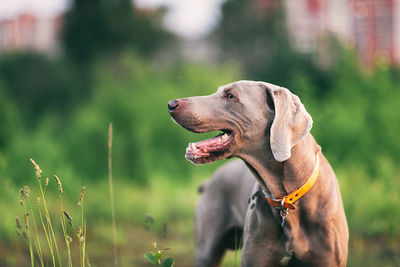 Dog looking away on field