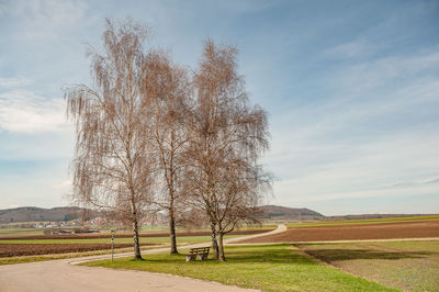 Tree on field against sky