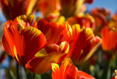 Close-up of red tulips growing on field