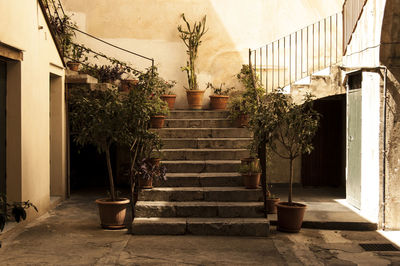 Potted plants on staircase by building