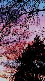 Low angle view of silhouette trees against sky