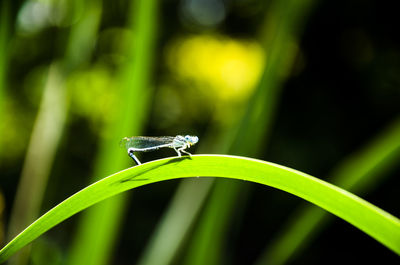 Close-up of grasshopper on leaf