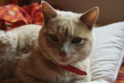 Close-up portrait of cat
