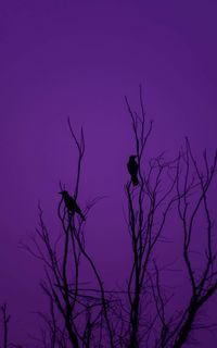 Low angle view of silhouette bird perching on bare tree