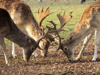 Deer grazing in a field