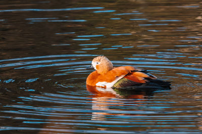 High angle view of duck in lake