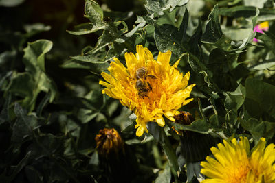 Close-up of insect on yellow flower