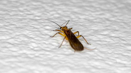 Close-up of insect on wall