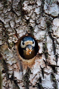 Close-up of animal skull on tree trunk
