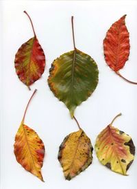 Close-up of dry leaves over white background