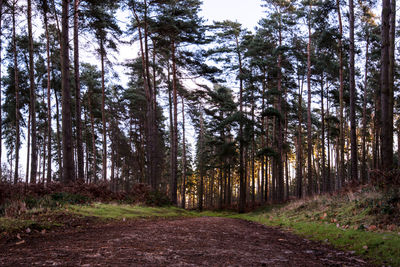 Road amidst trees in forest