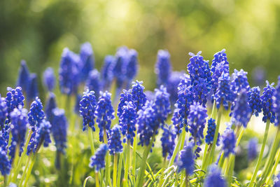 Beautiful flowers, blue grape hyacinth or bluebells, muscari flower in spring, perennial bulbous 