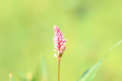 Close-up of pink flowering plant