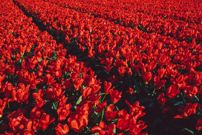 Full frame shot of red flowering plants on field