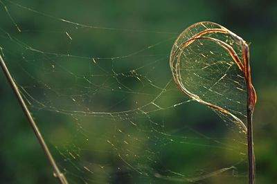 Close-up of spider web on plant