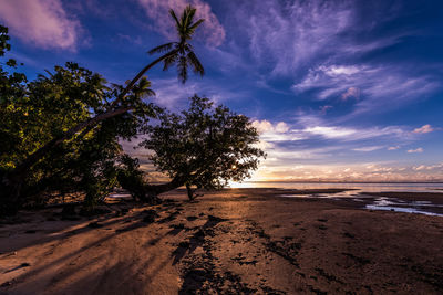 Trees on beach against sky during sunset