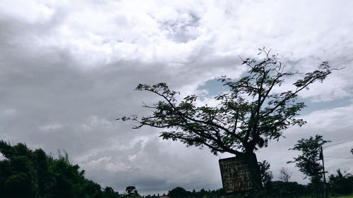 Low angle view of trees and building against sky