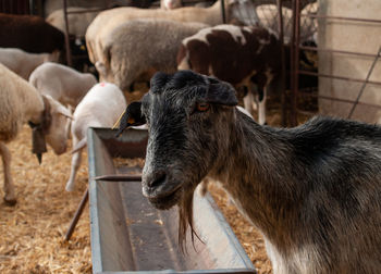 Sheep in a pen