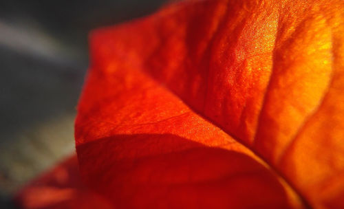 Close-up of orange leaf