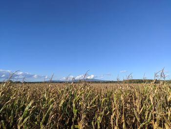 Crops growing on field against clear blue sky