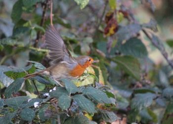 Close-up of bird perching on flower