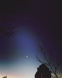 Low angle view of silhouette tree against sky at night