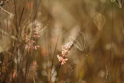 Close-up of plants on field