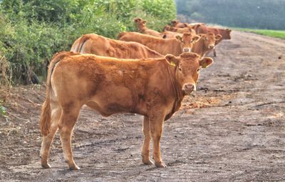 Cow standing in a field